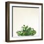 Succulent Simplicity III Neutral-Felicity Bradley-Framed Art Print