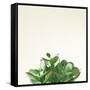 Succulent Simplicity III Neutral-Felicity Bradley-Framed Stretched Canvas