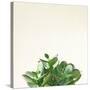 Succulent Simplicity III Neutral-Felicity Bradley-Stretched Canvas