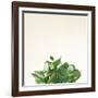 Succulent Simplicity III Neutral-Felicity Bradley-Framed Art Print