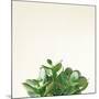 Succulent Simplicity III Neutral-Felicity Bradley-Mounted Art Print