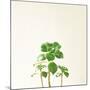 Succulent Simplicity IX Neutral-Felicity Bradley-Mounted Art Print