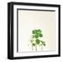 Succulent Simplicity IX Neutral-Felicity Bradley-Framed Art Print