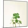 Succulent Simplicity IX Neutral-Felicity Bradley-Mounted Art Print