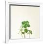 Succulent Simplicity IX Neutral-Felicity Bradley-Framed Premium Giclee Print