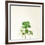 Succulent Simplicity IX Neutral-Felicity Bradley-Framed Premium Giclee Print