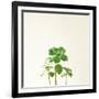 Succulent Simplicity IX Neutral-Felicity Bradley-Framed Premium Giclee Print