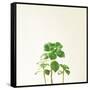 Succulent Simplicity IX Neutral-Felicity Bradley-Framed Stretched Canvas