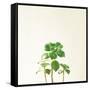 Succulent Simplicity IX Neutral-Felicity Bradley-Framed Stretched Canvas