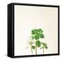 Succulent Simplicity IX Neutral-Felicity Bradley-Framed Stretched Canvas