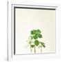 Succulent Simplicity IX Neutral-Felicity Bradley-Framed Art Print