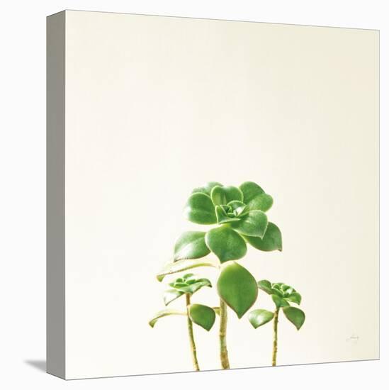 Succulent Simplicity IX Neutral-Felicity Bradley-Stretched Canvas