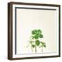 Succulent Simplicity IX Neutral-Felicity Bradley-Framed Art Print