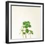 Succulent Simplicity IX Neutral-Felicity Bradley-Framed Art Print