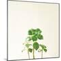 Succulent Simplicity IX Neutral-Felicity Bradley-Mounted Art Print