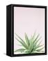 Succulent Simplicity Soft I Crop-Felicity Bradley-Framed Stretched Canvas