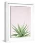 Succulent Simplicity Soft I Crop-Felicity Bradley-Framed Photographic Print