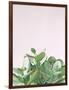 Succulent Simplicity Soft III Crop-Felicity Bradley-Framed Photographic Print