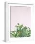 Succulent Simplicity Soft III Crop-Felicity Bradley-Framed Photographic Print