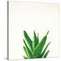 Succulent Simplicity V Neutral-Felicity Bradley-Stretched Canvas