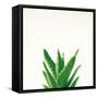 Succulent Simplicity V Neutral-Felicity Bradley-Framed Stretched Canvas