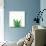 Succulent Simplicity V Neutral-Felicity Bradley-Art Print displayed on a wall