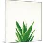 Succulent Simplicity V Neutral-Felicity Bradley-Mounted Art Print