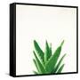 Succulent Simplicity V Neutral-Felicity Bradley-Framed Stretched Canvas