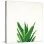 Succulent Simplicity V Neutral-Felicity Bradley-Stretched Canvas