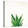 Succulent Simplicity V Neutral-Felicity Bradley-Stretched Canvas