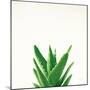 Succulent Simplicity V Neutral-Felicity Bradley-Mounted Art Print