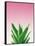 Succulent Simplicity V Pink Ombre Crop-Felicity Bradley-Framed Stretched Canvas