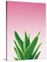 Succulent Simplicity V Pink Ombre Crop-Felicity Bradley-Stretched Canvas