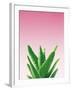 Succulent Simplicity V Pink Ombre Crop-Felicity Bradley-Framed Art Print