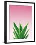 Succulent Simplicity V Pink Ombre Crop-Felicity Bradley-Framed Art Print