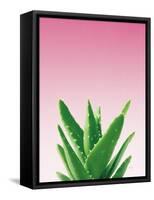 Succulent Simplicity V Pink Ombre Crop-Felicity Bradley-Framed Stretched Canvas