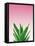 Succulent Simplicity V Pink Ombre Crop-Felicity Bradley-Framed Stretched Canvas