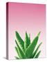 Succulent Simplicity V Pink Ombre Crop-Felicity Bradley-Stretched Canvas