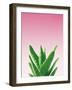 Succulent Simplicity V Pink Ombre Crop-Felicity Bradley-Framed Art Print