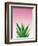 Succulent Simplicity V Pink Ombre Crop-Felicity Bradley-Framed Art Print