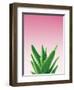 Succulent Simplicity V Pink Ombre Crop-Felicity Bradley-Framed Art Print