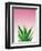 Succulent Simplicity V Pink Ombre Crop-Felicity Bradley-Framed Art Print