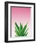 Succulent Simplicity V Pink Ombre Crop-Felicity Bradley-Framed Art Print