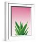 Succulent Simplicity V Pink Ombre Crop-Felicity Bradley-Framed Art Print