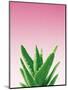 Succulent Simplicity V Pink Ombre Crop-Felicity Bradley-Mounted Art Print