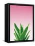 Succulent Simplicity V Pink Ombre Crop-Felicity Bradley-Framed Stretched Canvas