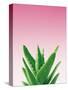 Succulent Simplicity V Pink Ombre Crop-Felicity Bradley-Stretched Canvas