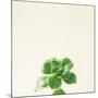 Succulent Simplicity VII Neutral-Felicity Bradley-Mounted Art Print