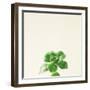 Succulent Simplicity VII Neutral-Felicity Bradley-Framed Art Print