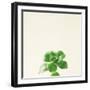 Succulent Simplicity VII Neutral-Felicity Bradley-Framed Art Print